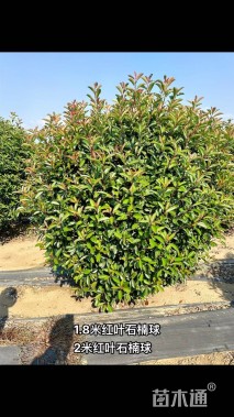冠幅100厘米红叶石楠球