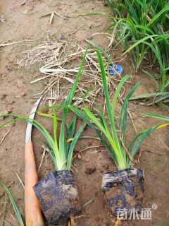 高度15厘米大花萱草