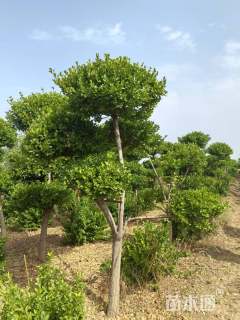 10公分造型卫矛