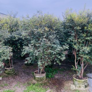 高度300厘米嘉宝果