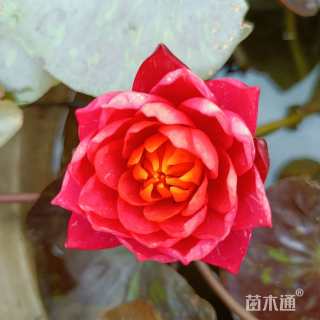 高度15厘米睡莲