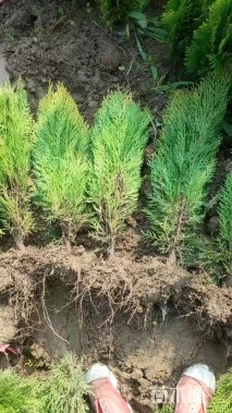 高度35厘米洒金柏