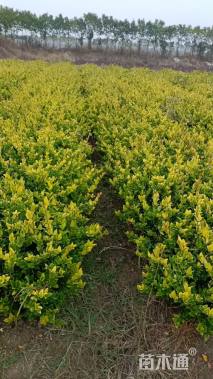 高度40厘米金森女贞