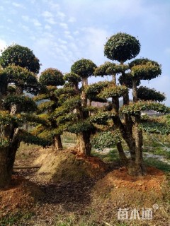 50公分造型椤木石楠