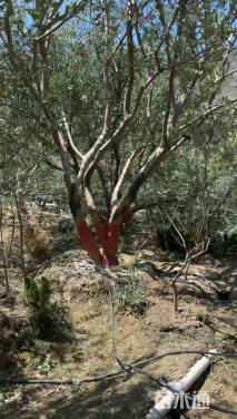 15公分日本晚樱