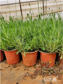 高度35厘米薰衣草