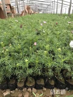 高度17厘米波斯菊