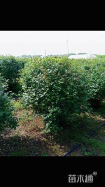 高度120厘米月季