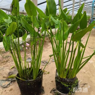 高度80厘米梭鱼草