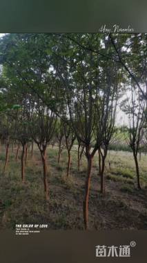 高度250厘米红花紫薇