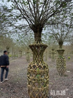 30公分紫薇花瓶