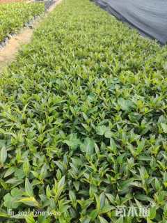 高度30厘米巴西野牡丹