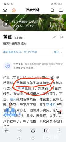 高度100厘米芭蕉