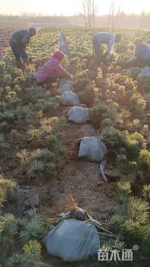 高度80厘米黑松