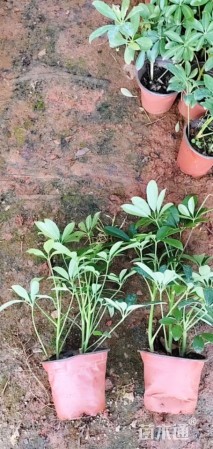 高度25厘米鸭脚木