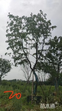 20公分乌桕