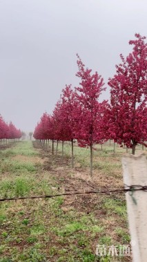 6.8公分绚丽海棠