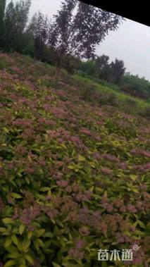 高度40厘米绣线菊