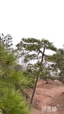 高度300厘米庭院松