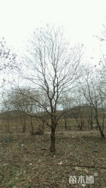 100公分丛生黄连木