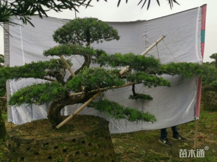 容器苗造型罗汉松