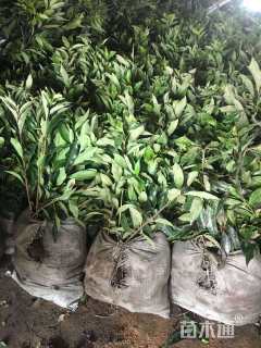 高度150厘米法国冬青