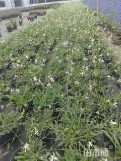 高度20厘米千鸟花