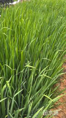 高度20厘米燕尾草