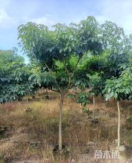 7公分紫花风铃木