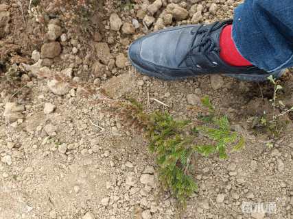 高度20厘米铺地柏