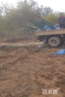 14公分金叶白蜡