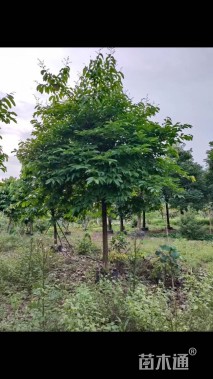 15公分大叶紫薇