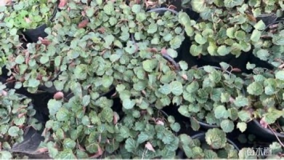 高度15厘米虎耳草