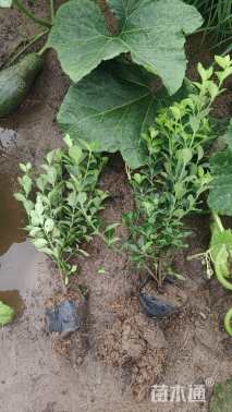 高度50厘米卫矛