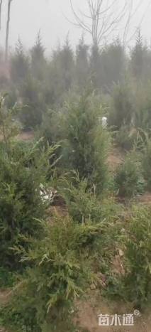 高度170厘米塔柏