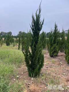高度200厘米龙柏