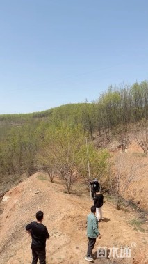 高度700厘米丛生元宝枫