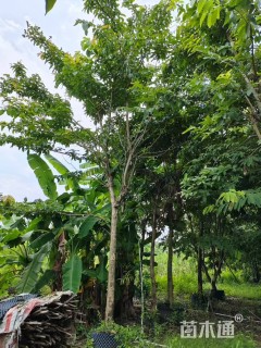 12公分大叶紫薇