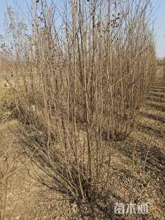 高度150厘米丛生紫薇