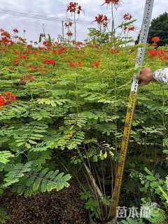 高度30厘米金凤花