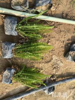 高度15厘米排骨草