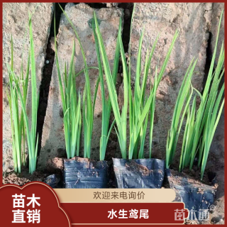 高度30厘米水生鸢尾