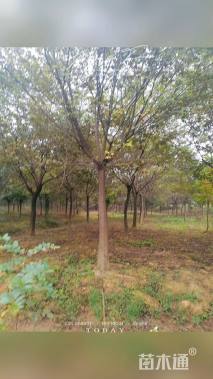 12公分朴树