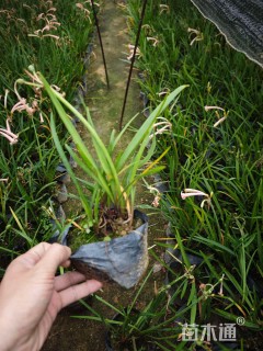 高度25厘米垂筒花