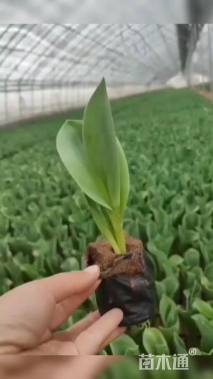 高度25厘米郁金香