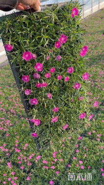 高度8厘米欧石竹