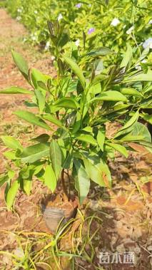 高度30厘米鸳鸯茉莉