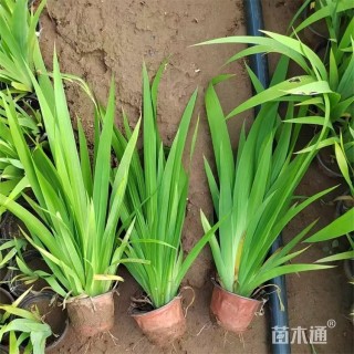 高度35厘米蓝花鸢尾