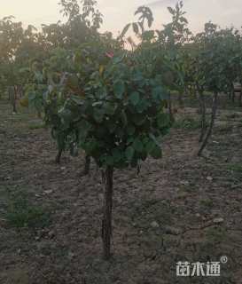 4.5公分树状月季