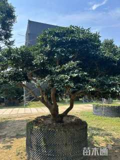 10公分造型茶梅